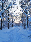 Sfondi Trees in Snow 132x176