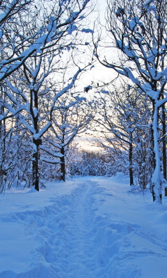 Das Trees in Snow Wallpaper 240x400