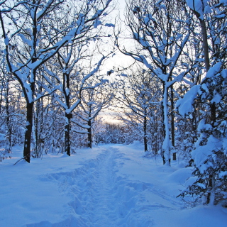 Trees in Snow sfondi gratuiti per 1024x1024