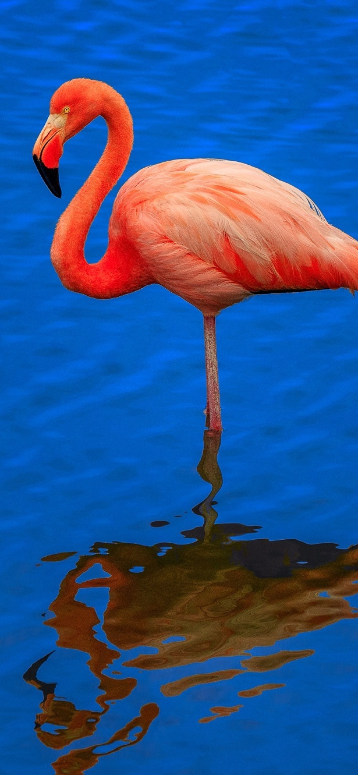Flamingo Arusha National Park wallpaper 1170x2532