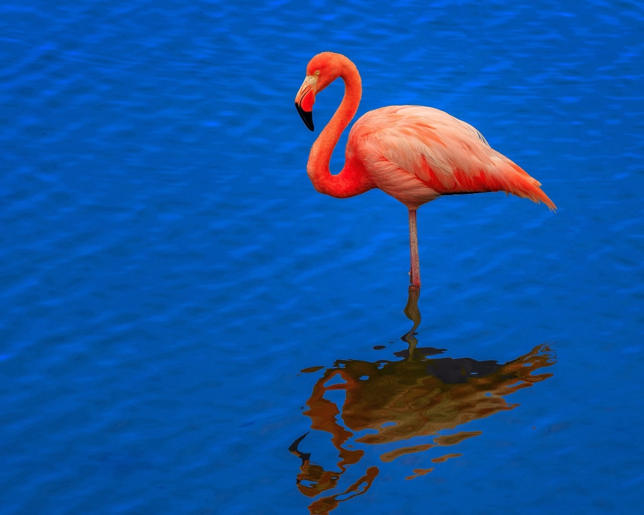 Fondo de pantalla Flamingo Arusha National Park 1280x1024