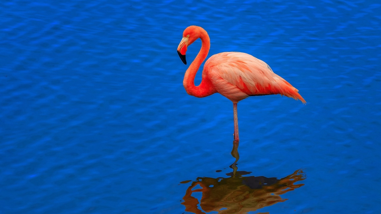 Fondo de pantalla Flamingo Arusha National Park 1280x720