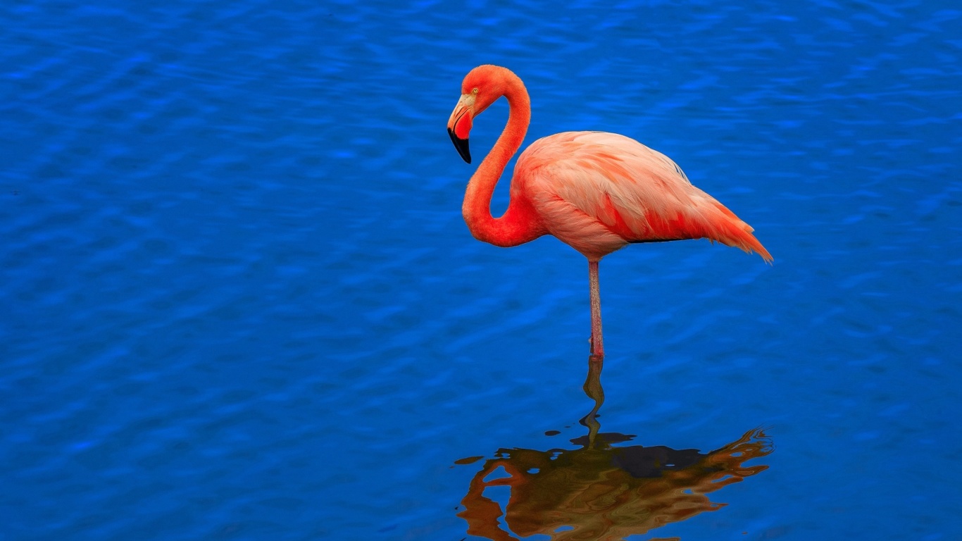 Sfondi Flamingo Arusha National Park 1366x768