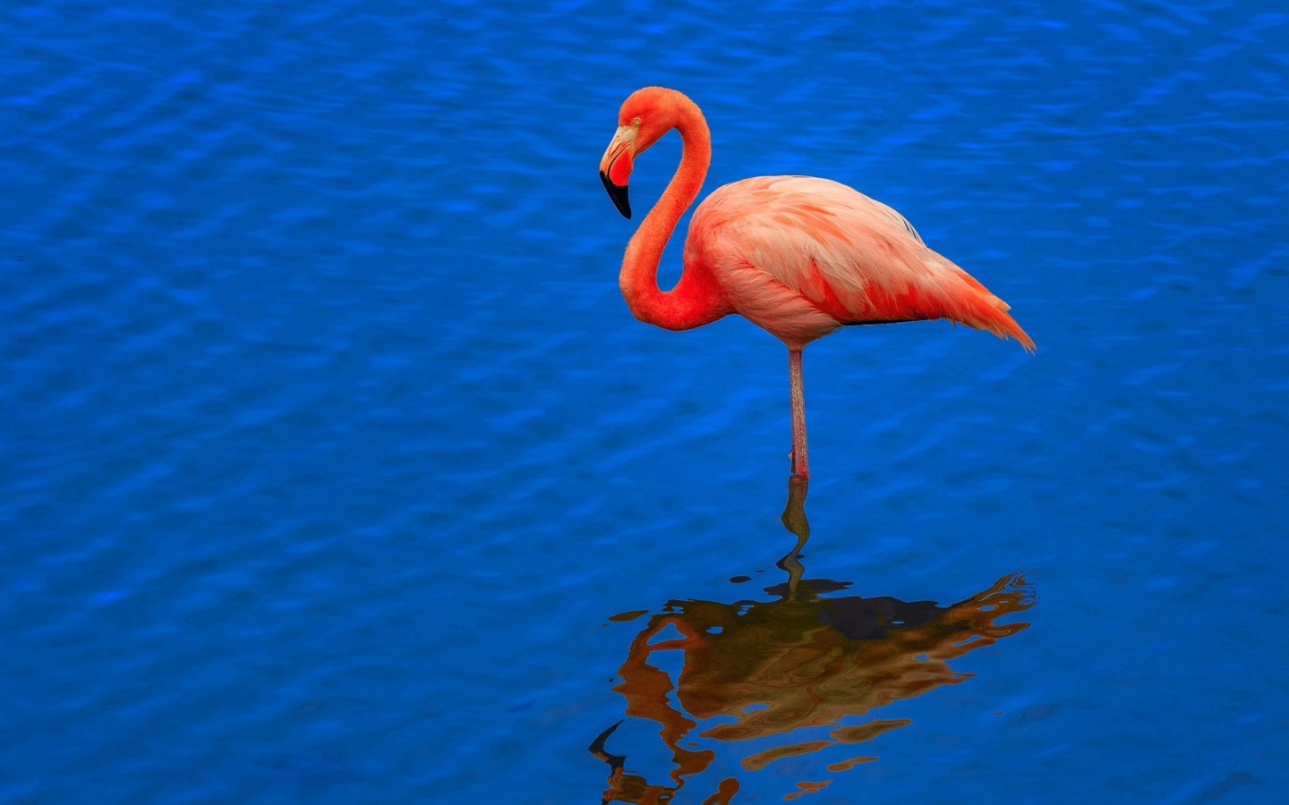 Обои Flamingo Arusha National Park 1440x900