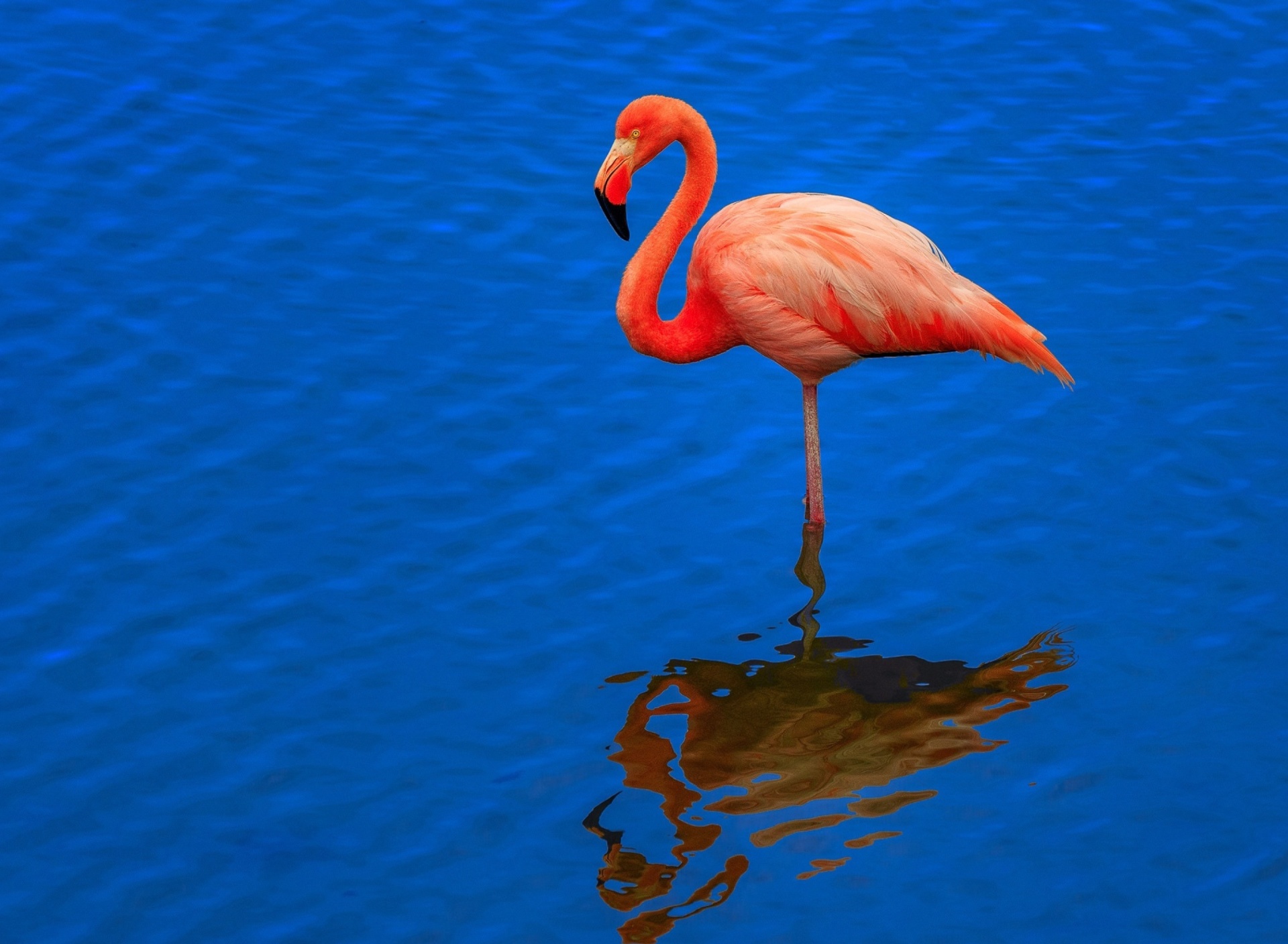 Обои Flamingo Arusha National Park 1920x1408