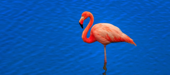 Fondo de pantalla Flamingo Arusha National Park 720x320