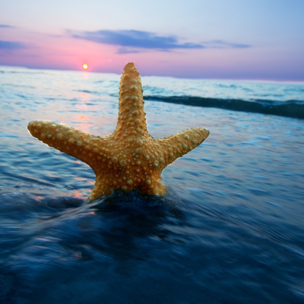Fondo de pantalla Sea Star At Sunset 1024x1024