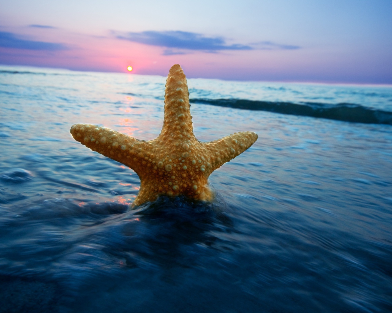 Das Sea Star At Sunset Wallpaper 1280x1024
