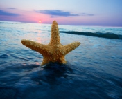 Sea Star At Sunset wallpaper 176x144