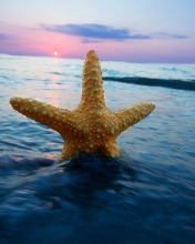 Das Sea Star At Sunset Wallpaper 176x220