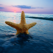 Sfondi Sea Star At Sunset 208x208