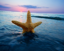 Обои Sea Star At Sunset 220x176