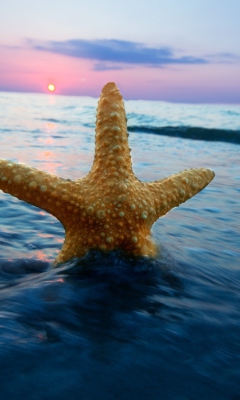 Fondo de pantalla Sea Star At Sunset 240x400