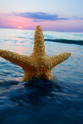 Sfondi Sea Star At Sunset 320x480