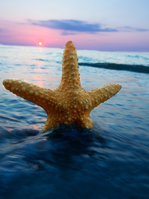 Fondo de pantalla Sea Star At Sunset 480x640