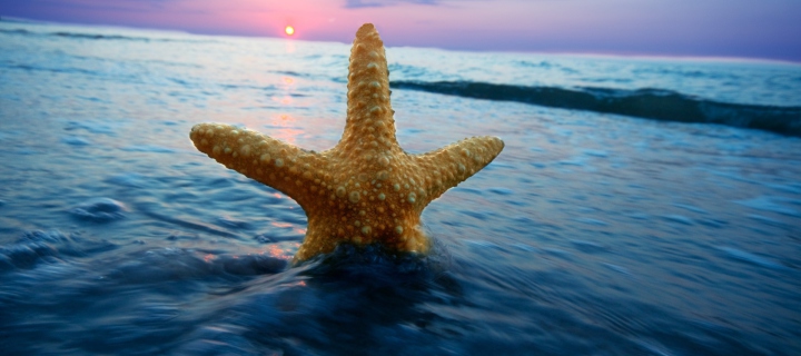 Sea Star At Sunset wallpaper 720x320