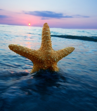 Free Sea Star At Sunset Picture for Samsung E3210