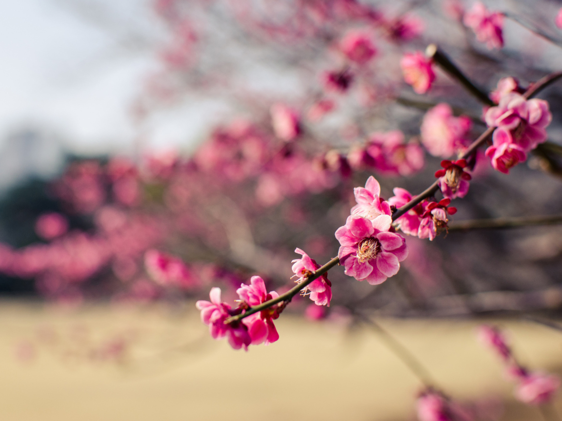 Screenshot №1 pro téma Plum Tree Blossom 1152x864