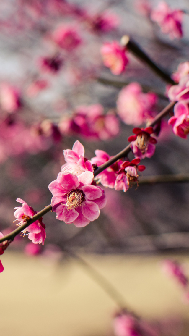Plum Tree Blossom screenshot #1 640x1136