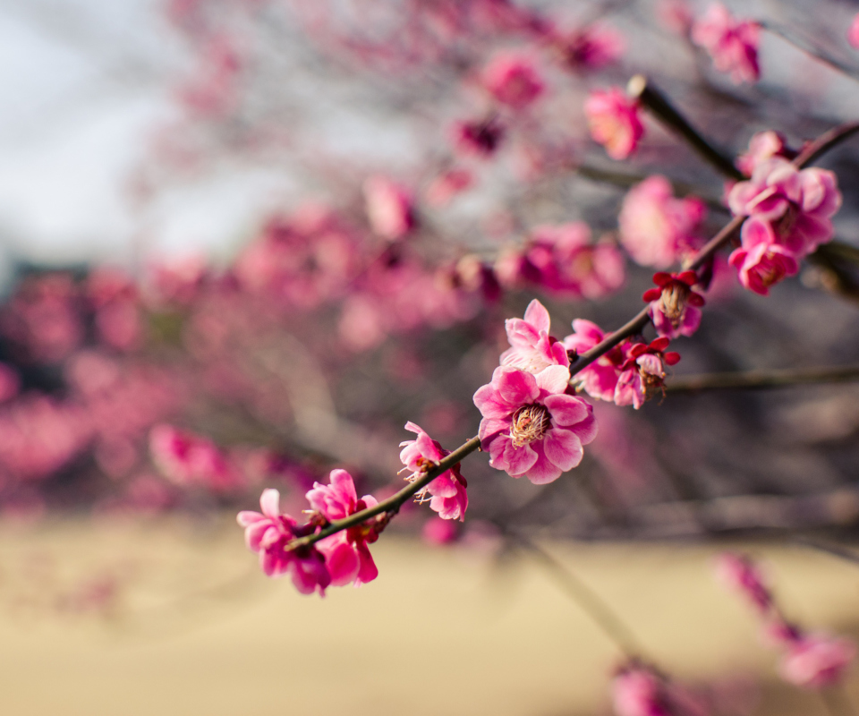 Обои Plum Tree Blossom 960x800