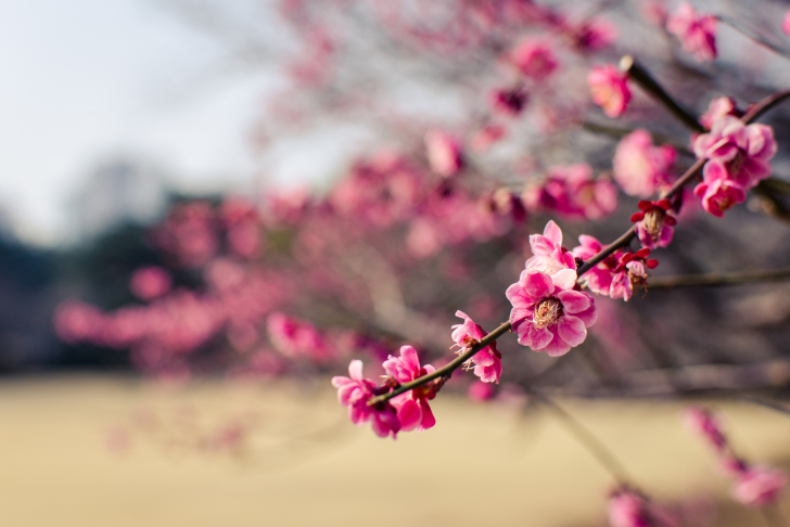 Fondo de pantalla Plum Tree Blossom