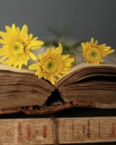 Das Old Book And Yellow Daisies Wallpaper 128x160