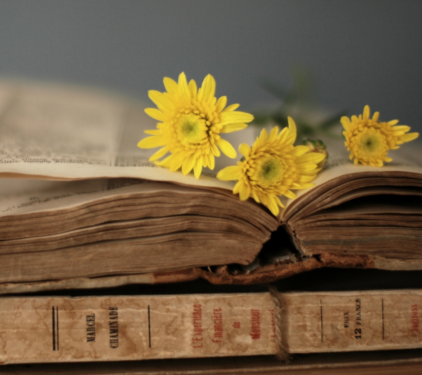 Das Old Book And Yellow Daisies Wallpaper 1440x1280