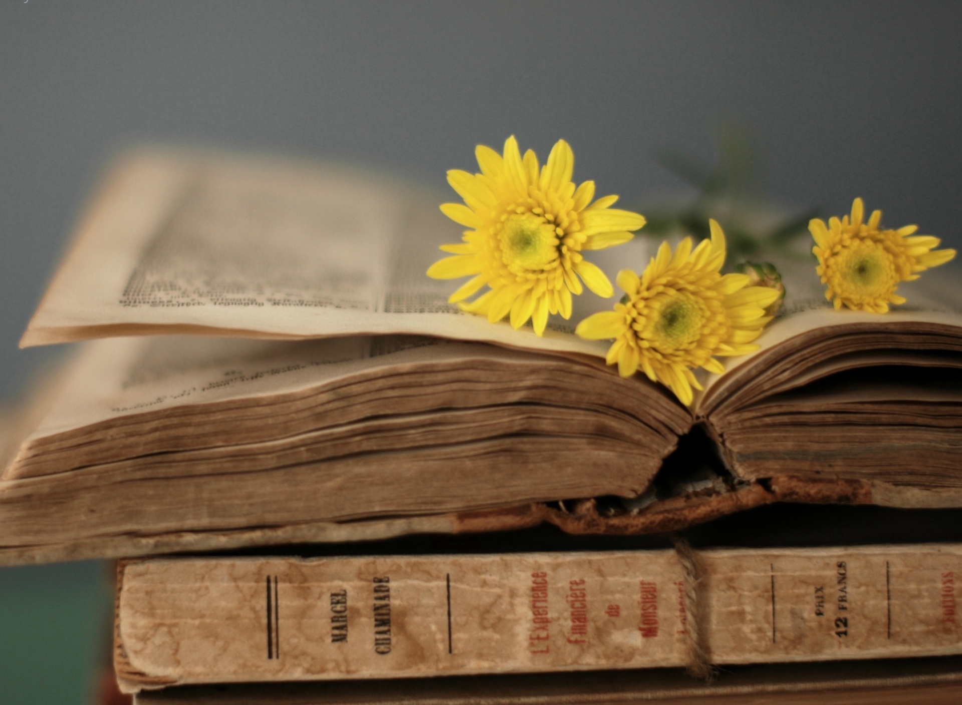 Old Book And Yellow Daisies wallpaper 1920x1408