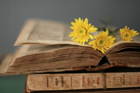 Das Old Book And Yellow Daisies Wallpaper 480x320