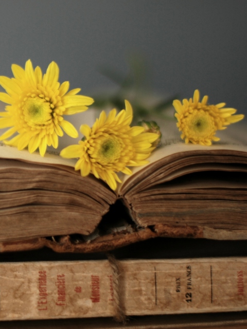 Old Book And Yellow Daisies wallpaper 480x640