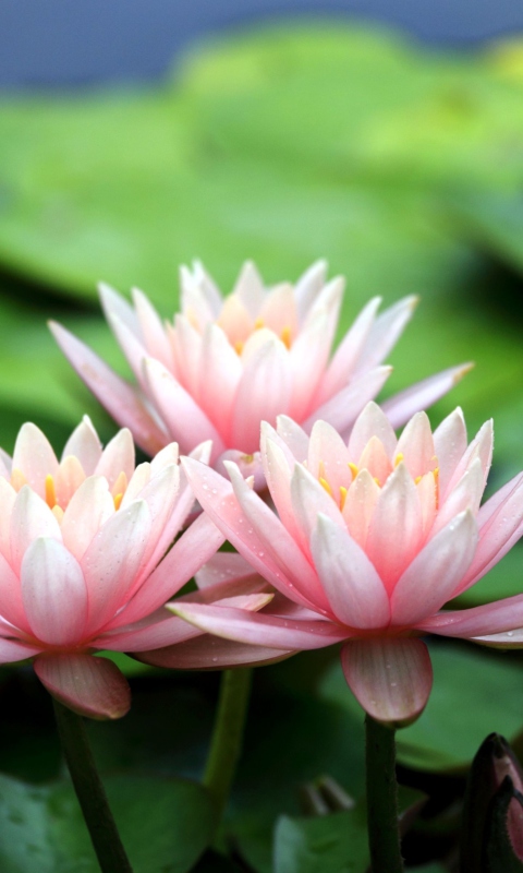 Das Pink Water Lilies Wallpaper 480x800