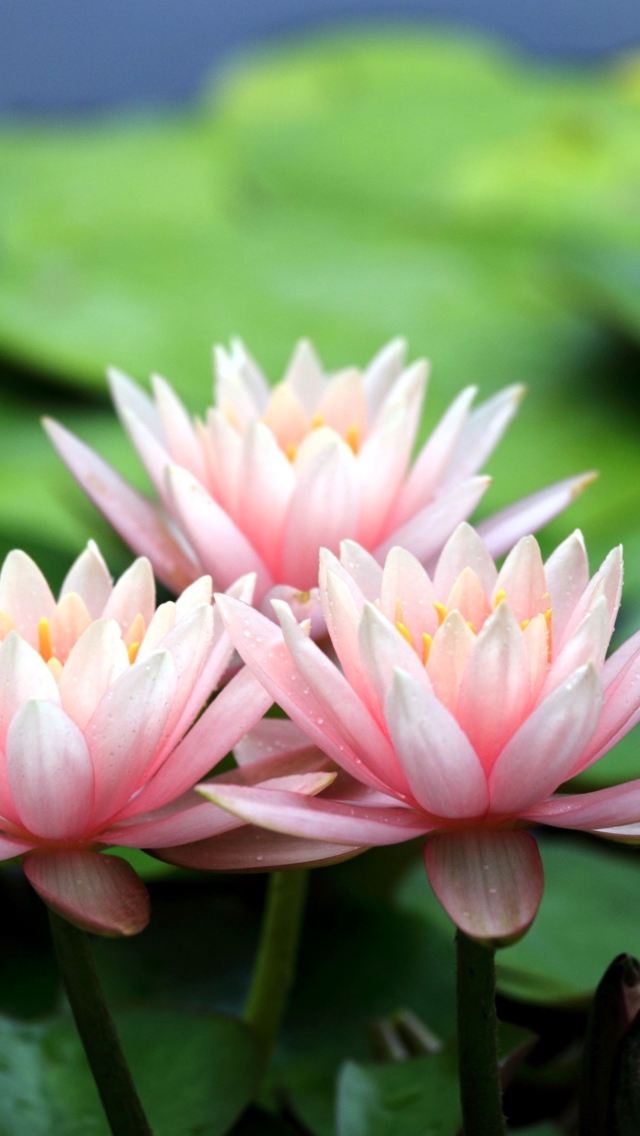 Screenshot №1 pro téma Pink Water Lilies 640x1136