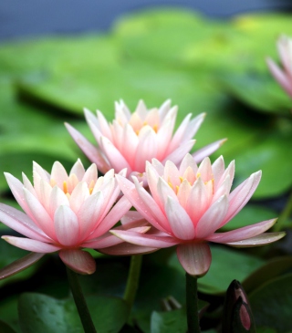 Free Pink Water Lilies Picture for 240x320