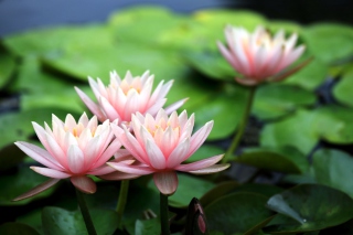 Free Pink Water Lilies Picture for Samsung Galaxy Ace 3