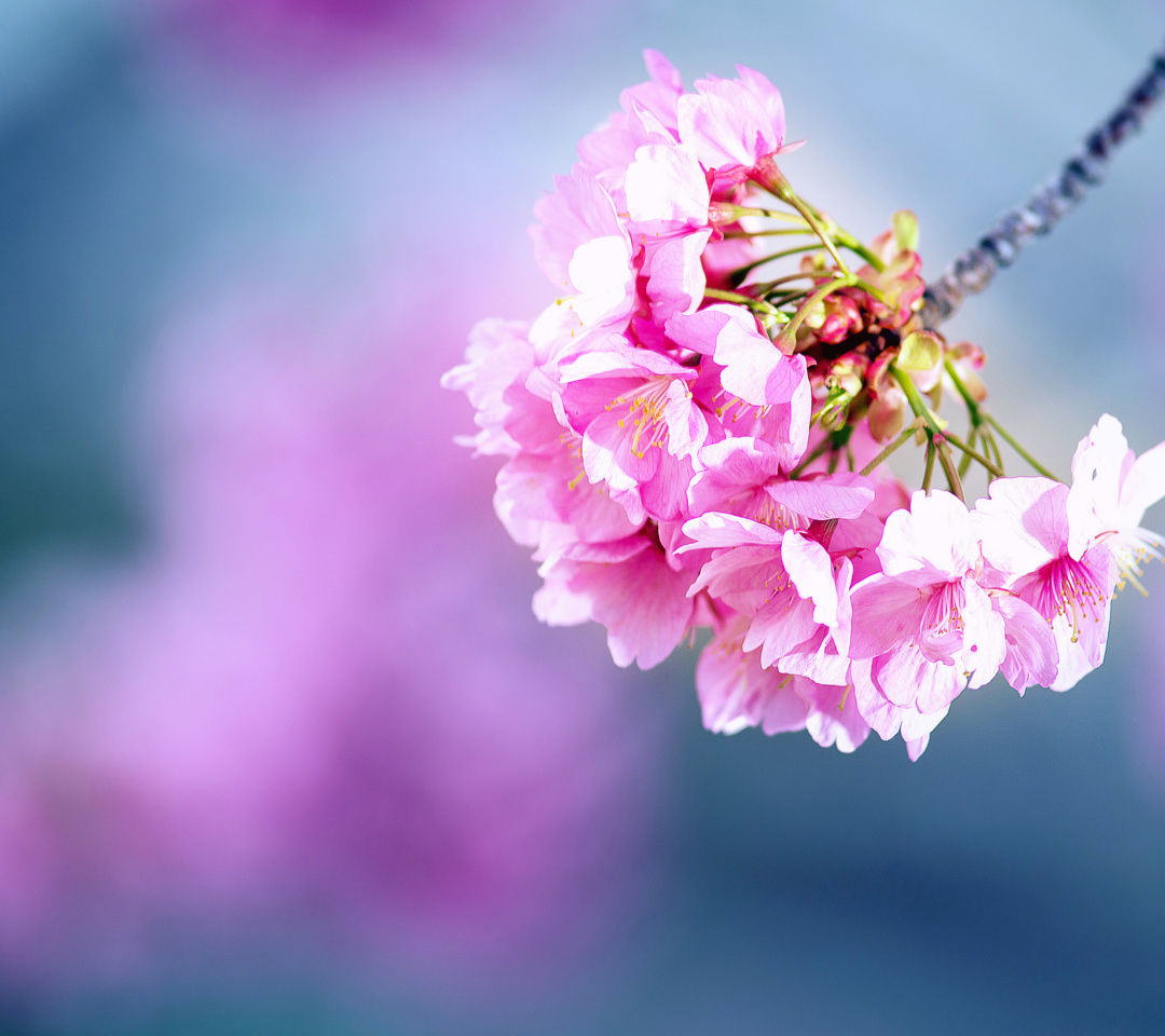 Das Cherry Blossom Wallpaper 1080x960