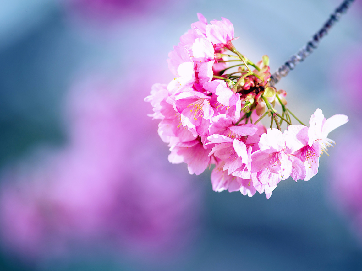 Обои Cherry Blossom 1152x864