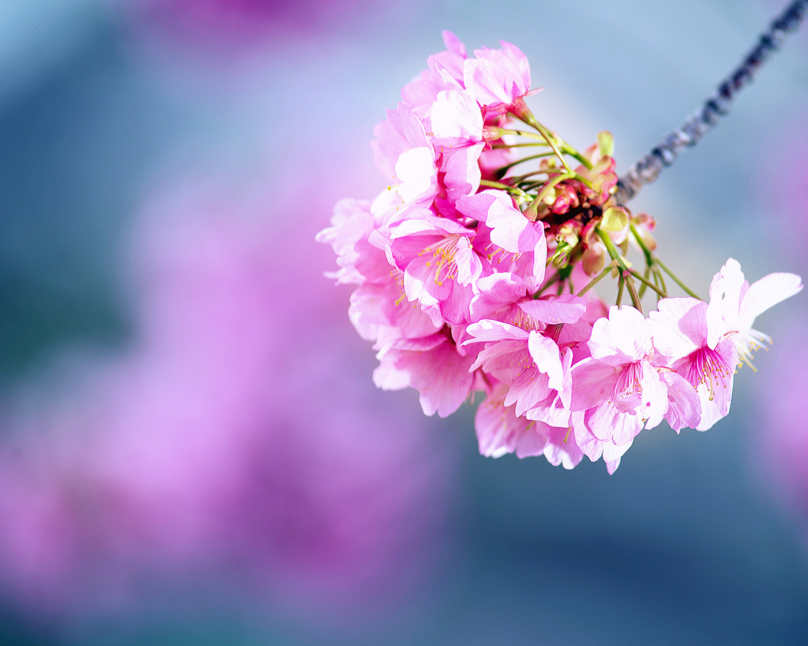 Screenshot №1 pro téma Cherry Blossom 1600x1280