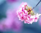 Cherry Blossom wallpaper 176x144