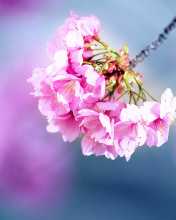 Sfondi Cherry Blossom 176x220