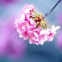 Sfondi Cherry Blossom 208x208