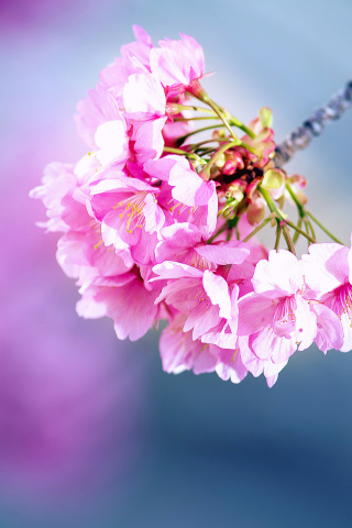 Fondo de pantalla Cherry Blossom 320x480