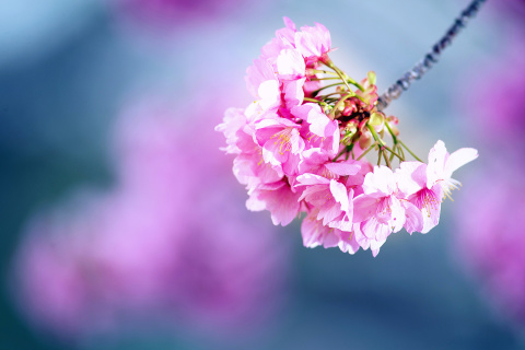 Das Cherry Blossom Wallpaper 480x320