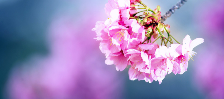Sfondi Cherry Blossom 720x320