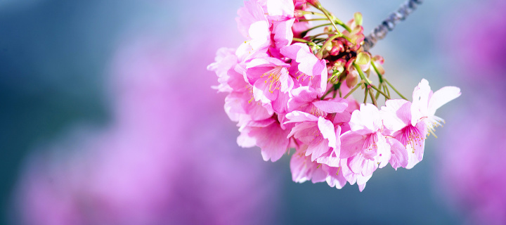 Fondo de pantalla Cherry Blossom 720x320