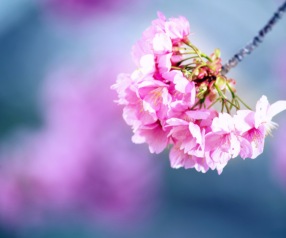 Cherry Blossom screenshot #1 960x800