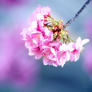 Cherry Blossom Wallpaper for 208x208