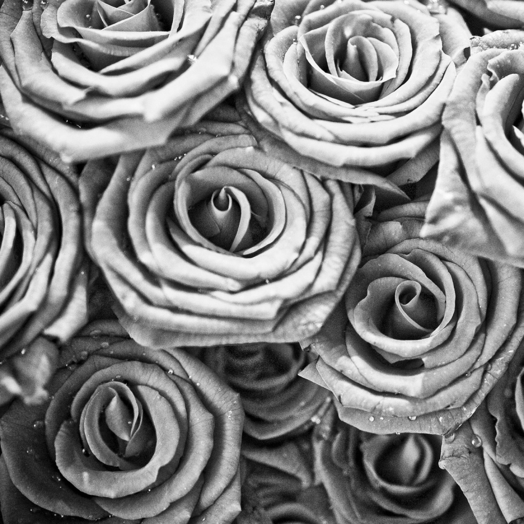 Das Roses Wallpaper 1024x1024