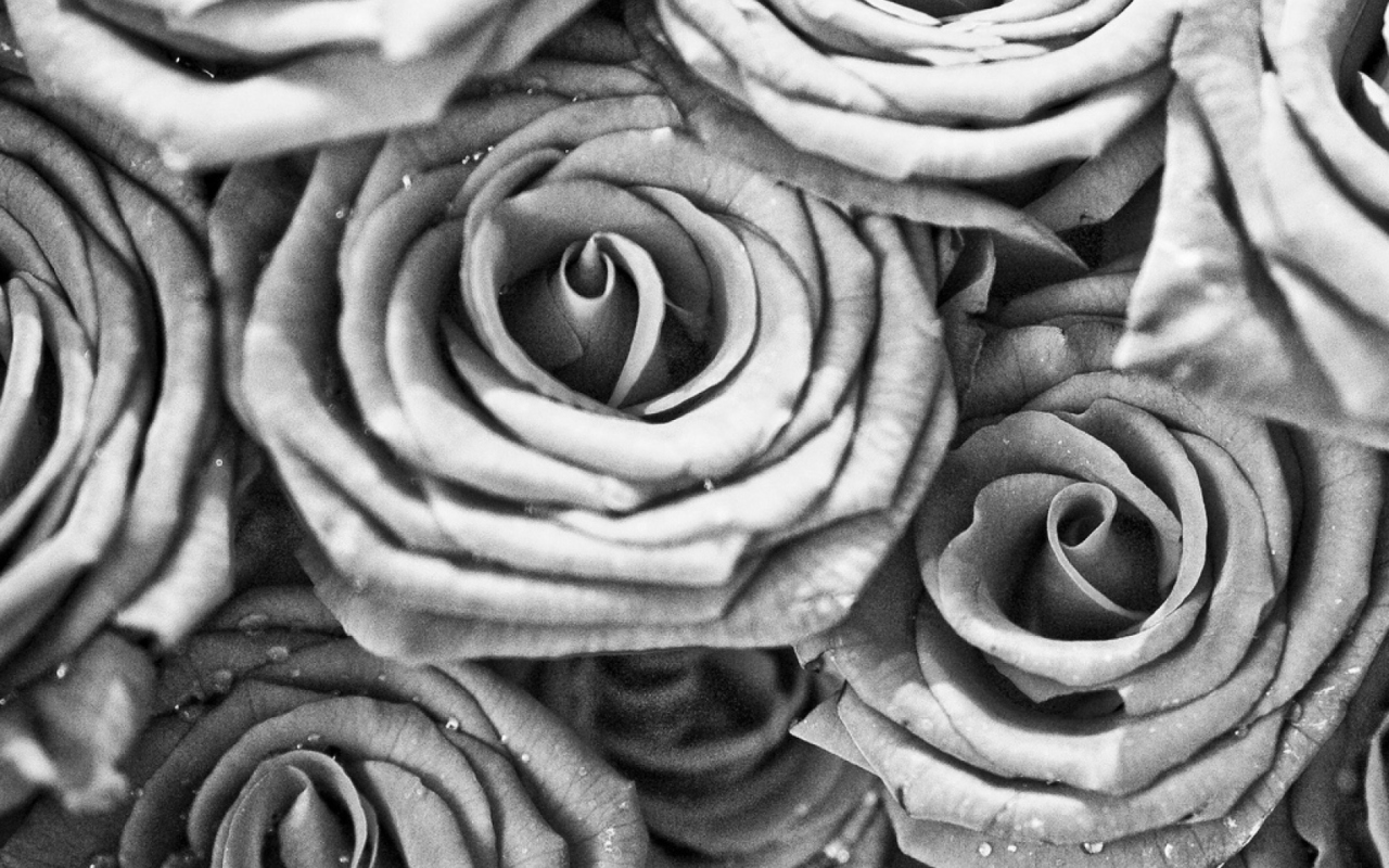 Roses wallpaper 1280x800