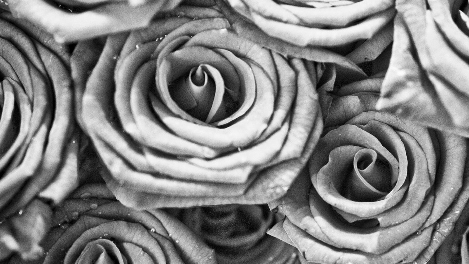 Das Roses Wallpaper 1600x900