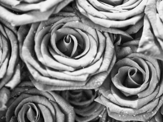 Roses wallpaper 320x240